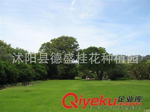 批發(fā)護坡王草坪種子 四季青草坪種子護坡專用草籽護坡王 耐踐踏