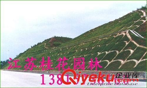 批發供應草坪種子耐踐踏 高羊茅 狗牙根 早熟禾 四季青草坪
