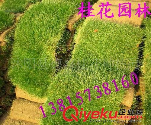 供應(yīng)小區(qū)綠化草坪馬尼拉草坪，矮生百慕達(dá)草坪