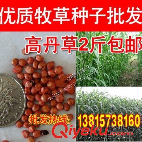 包郵 高產(chǎn)牧草種子 高丹草種子 甜高粱種子 全國適合種植