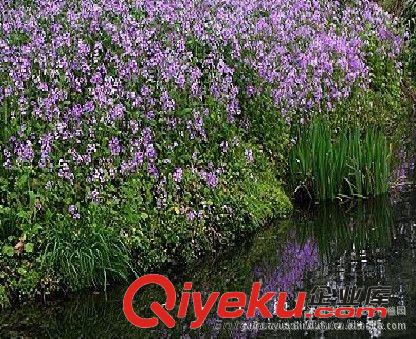 批發(fā)二月藍(lán)草種 菜子花、諸葛菜等各種草坪種子