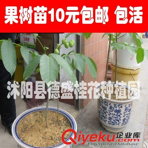 果樹苗木 核桃樹苗新品種--香玲核桃苗 當(dāng)年結(jié)果 產(chǎn)量高