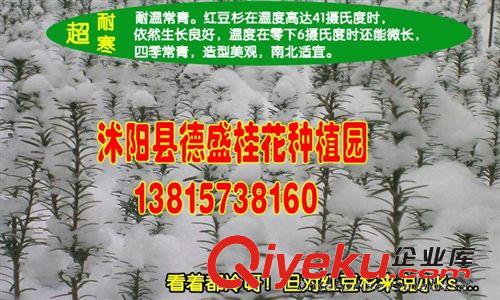 德盛供應(yīng)紅豆杉樹(shù)苗，紅豆杉苗高60-70南方紅豆杉，曼地亞紅豆杉