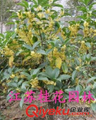 常年出售：八月桂、四季桂花、红花继木乔木等