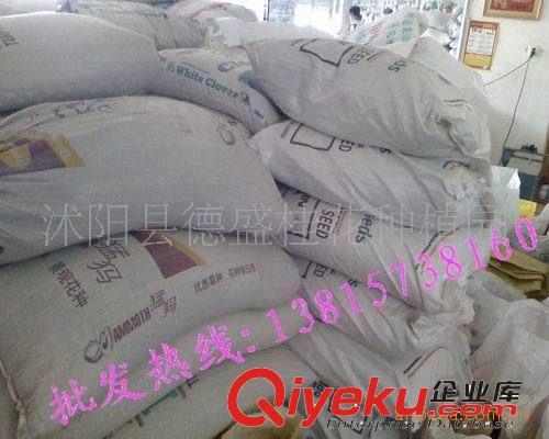 供應高羊茅草坪種子 沙漠王子草種 耐旱耐熱耐陰踐踏草種草原始圖片2