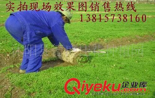 供應(yīng)景觀綠化草坪草種子-結(jié)縷草、剪股穎草種，白三葉草坪