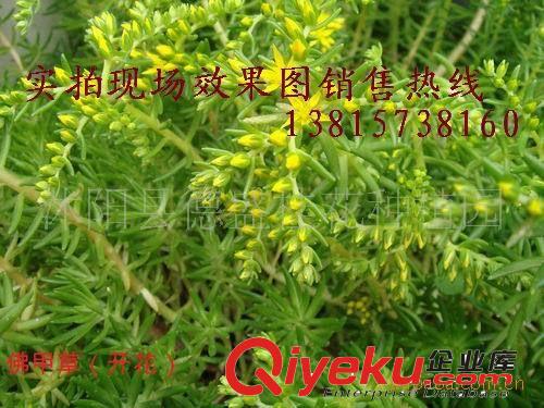 大量出售屋頂綠化-佛甲草原始圖片3