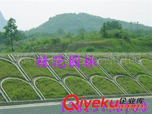 供應(yīng)進(jìn)口草坪種子：狗牙根、百慕大、高羊茅、黑麥草