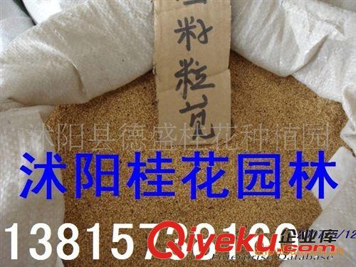 供應批發草坪種子：早熟禾、白三葉、馬蹄金、蘇丹草