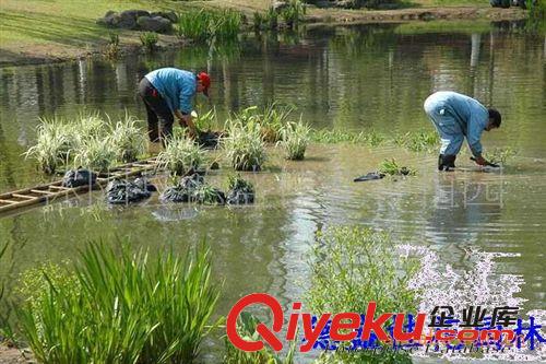 水生植物 水蔥、再力花、梭魚草、千屈菜