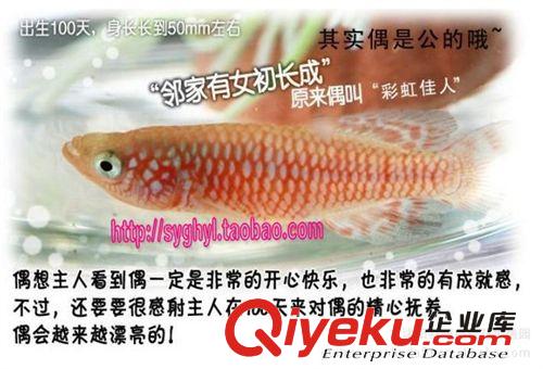 低價批發(fā)魔法魚~中央2介紹土+水＝魚 9個品種任選