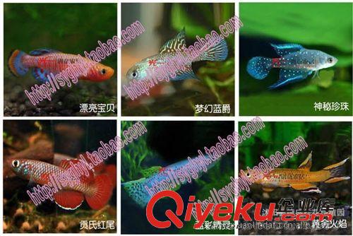 低價批發(fā)魔法魚~中央2介紹土+水＝魚 9個品種任選