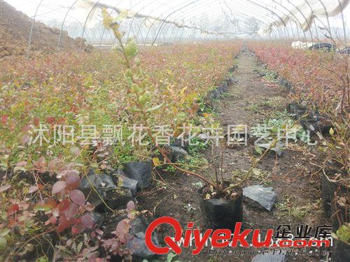 批發藍莓樹苗 藍莓苗 南方果樹 品種齊全 基地直銷 保成活