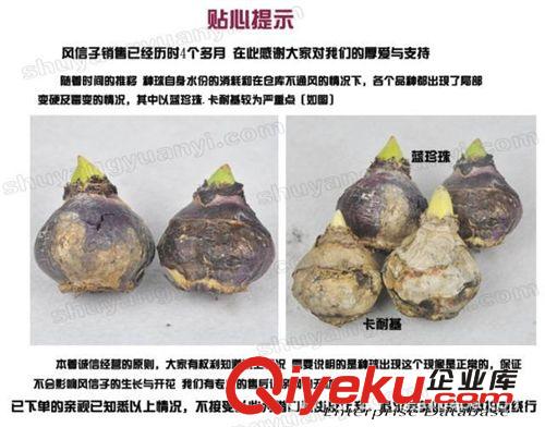 批發供應進口荷蘭風信子種球 風信子花卉 種苗 創意花卉原始圖片3
