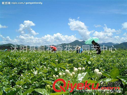 批發(fā)供應(yīng)盆栽花苗 白色茉莉花苗木 盆栽植物芳香四溢  人間{dy}香