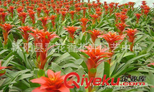 批發供應 鳳梨花 鴻運當頭 紅星高照 觀花植物 品種多 規格多原始圖片2