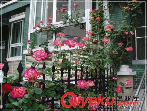 批發藤本月季 盆栽花卉 盆栽花苗 藤本植物 月季花苗 爬藤植物原始圖片3