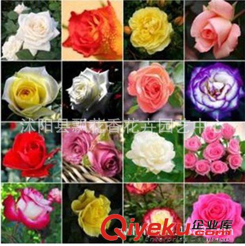 批發(fā)月季花 流星雨 攀援花卉 大花月季