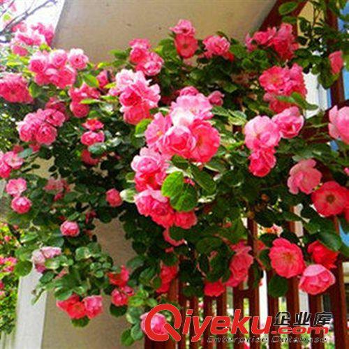 批發(fā)月季花苗 大花月季苗 綠化苗 創(chuàng)意植物 綠植盆栽