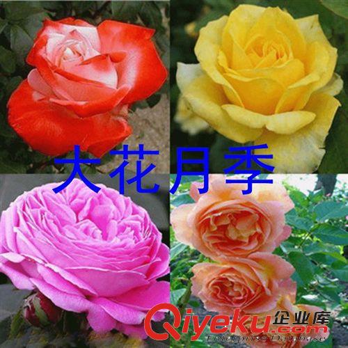 批發(fā)月季花苗 大花月季苗 綠化苗 創(chuàng)意植物 綠植盆栽