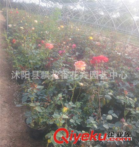 批發(fā)月季花苗 大花月季苗 綠化苗 創(chuàng)意植物 綠植盆栽原始圖片3