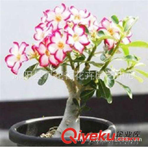 批發(fā)供應(yīng)銅錢草 水培植物 盆栽花卉 室內(nèi)盆栽植物 想賺錢先養(yǎng)錢