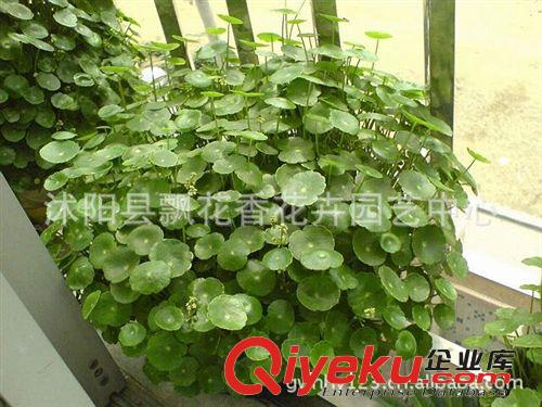 批發(fā)供應(yīng)銅錢草 水培植物 盆栽花卉 室內(nèi)盆栽植物 想賺錢先養(yǎng)錢原始圖片3