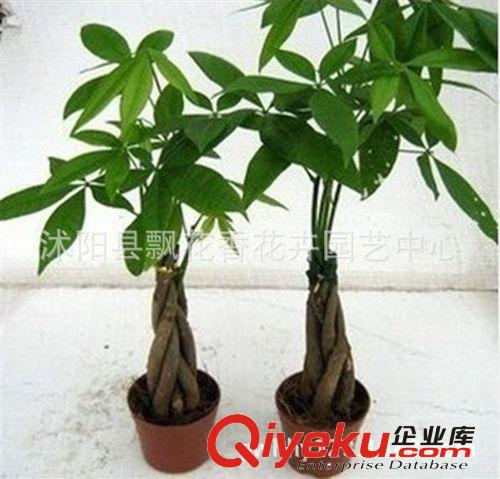 批發(fā)綠植盆栽 植物 小發(fā)財樹 綠色環(huán)保  客廳{zj0}選擇