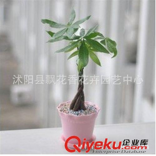 批發(fā)綠植盆栽 植物 小發(fā)財樹 綠色環(huán)保  客廳{zj0}選擇