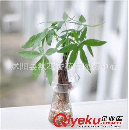 批發(fā)綠植盆栽 植物 小發(fā)財樹 綠色環(huán)保  客廳{zj0}選擇