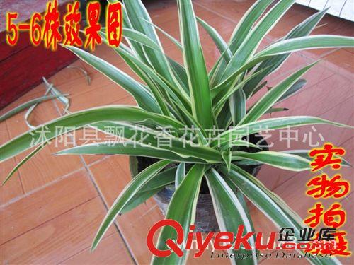 批發供應金邊吊蘭 盆栽花卉 吸收甲醛 多年生草本植物 室內盆栽原始圖片2