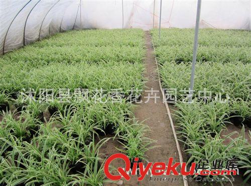 批發供應金邊吊蘭 盆栽花卉 吸收甲醛 多年生草本植物 室內盆栽原始圖片3