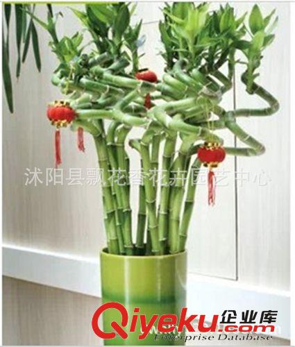 批發供應金邊吊蘭 盆栽花卉 吸收甲醛 多年生草本植物 室內盆栽