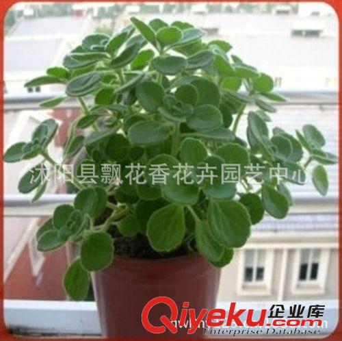 批發供應觀音蓮 多肉植物  室內盆栽 凈化空氣 迷你可愛 小植物