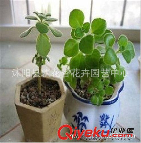 批發供應香草植物 碰碰香 一碰就香 小盆景 芳香花卉原始圖片2