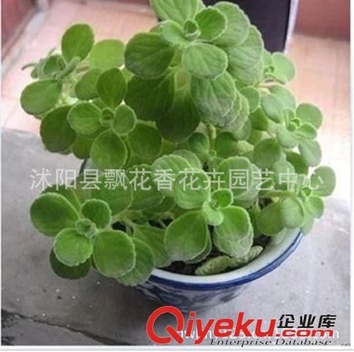 批發供應香草植物 碰碰香 一碰就香 小盆景 芳香花卉原始圖片3