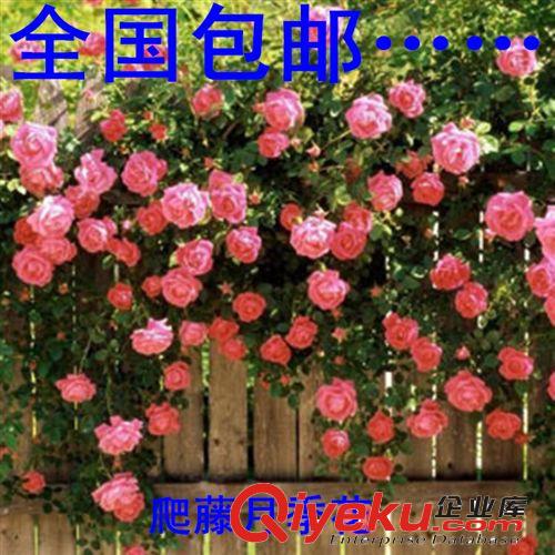 直銷薔薇花 薔薇花苗  綠化苗 爬藤植物 創(chuàng)意綠植 花木