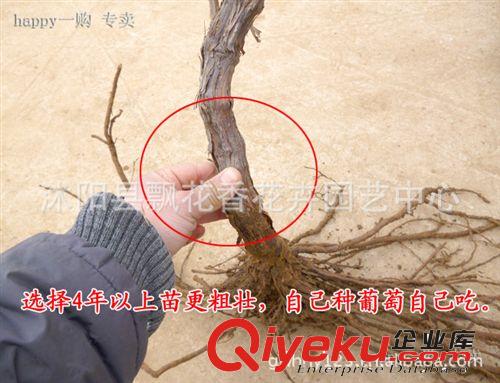 批发葡萄苗 5年大苗 当年可挂果 葡萄树苗 葡萄种苗