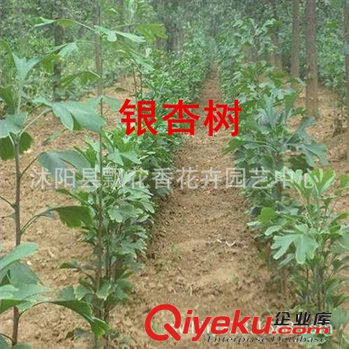 批發供應枇杷苗 大五星枇杷苗 枇杷苗木 果樹苗木 當年可結果