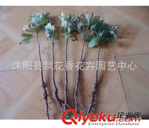批發(fā)銀杏樹(shù)苗  銀杏苗 白果苗 綠化苗木  果樹(shù)苗原始圖片3