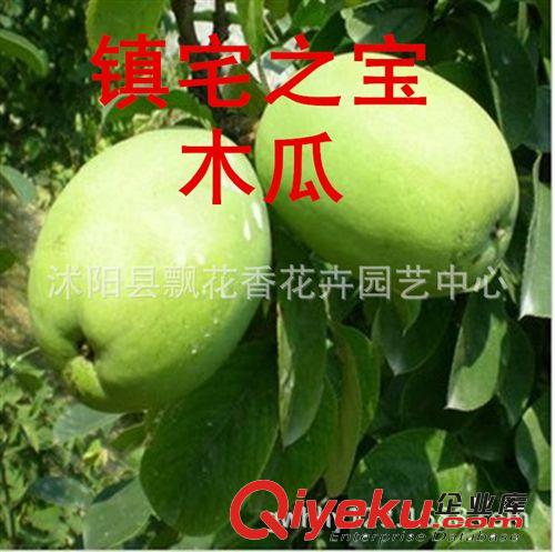 批發(fā)供應(yīng)山楂樹苗  山楂苗 大金星  嫁接苗