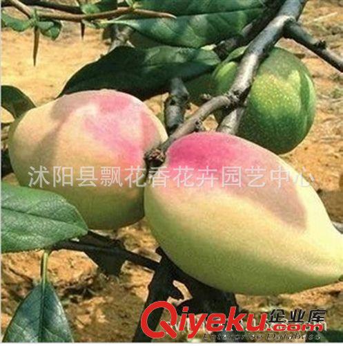 批發(fā)供應(yīng)木瓜苗 木瓜樹苗 鎮(zhèn)宅之寶 氣味芳香南方種植原始圖片2