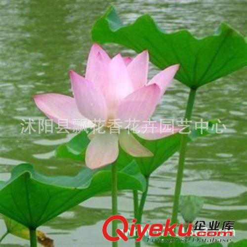 苗圃批發(fā)睡蓮水生植物 睡蓮塊根 適合水體綠化