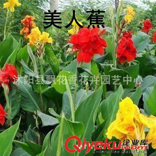 批發(fā)盆栽觀花植物 大花美人蕉種球根 美人蕉苗當(dāng)年開花