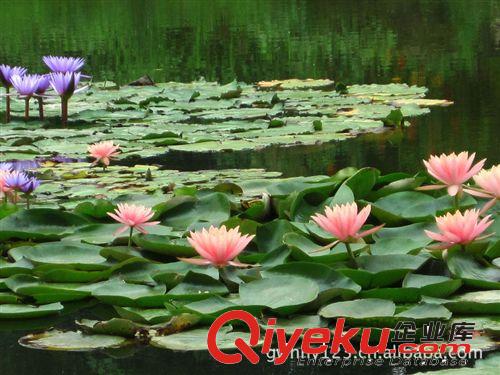 苗圃直销水生植物睡莲 千屈菜 荷花 适合旅游景点