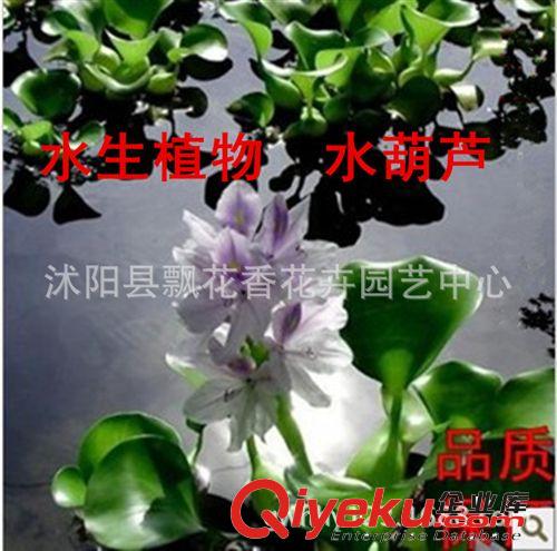 批发供应水生花卉 水生植物 水浮莲 水葫芦苗 园林水体绿化