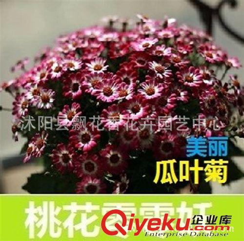 批發(fā)瓜葉菊種子 大花瓜葉菊 精品菊花 迷你盆栽 混色裝 30粒/包原始圖片2