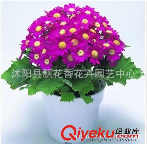 批發(fā)瓜葉菊種子 大花瓜葉菊 精品菊花 迷你盆栽 混色裝 30粒/包原始圖片3