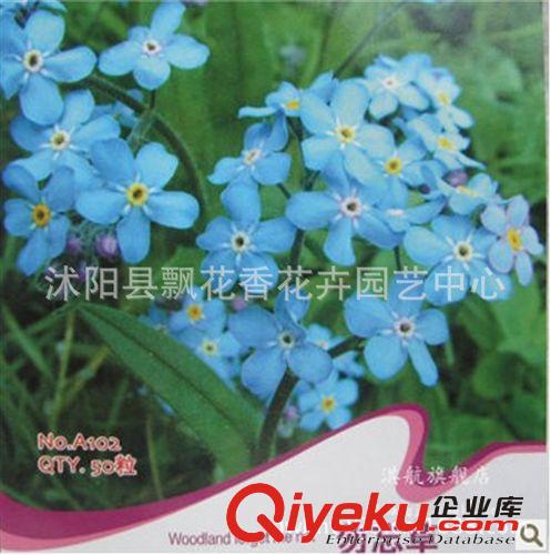 批發(fā)供應(yīng)勿忘草種子  彩包盒裝 種苗 約25粒 香草種子原始圖片3