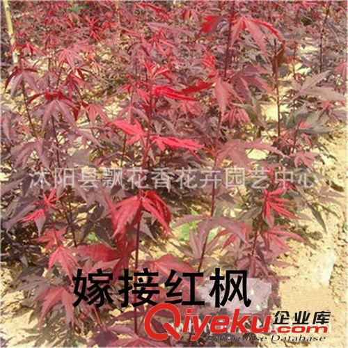 批發(fā)美國紅楓種子 紅楓小苗 紅楓樹苗